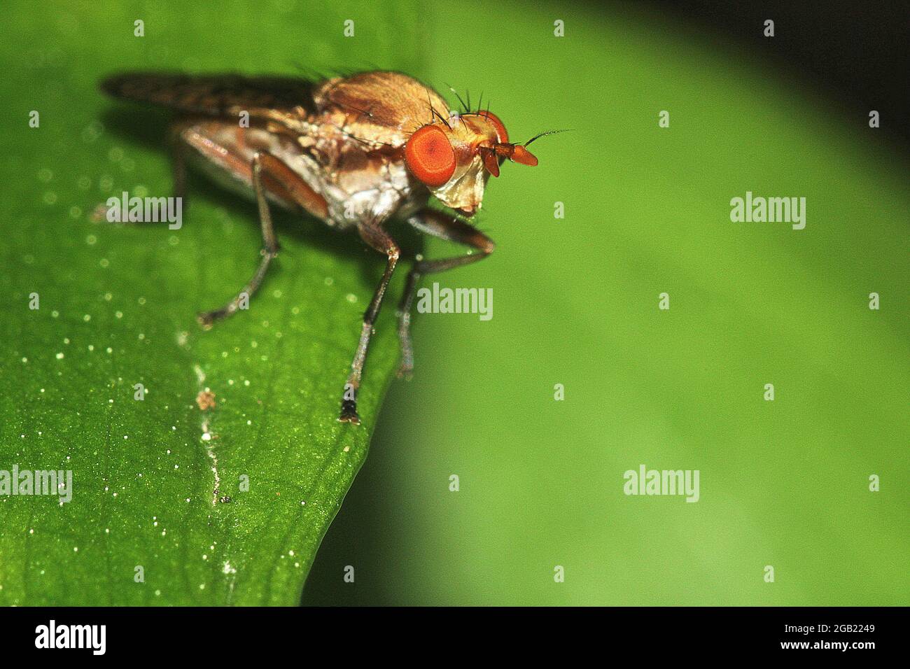 Snail killing marsh fly (Neolimnia sp Stock Photo Alamy