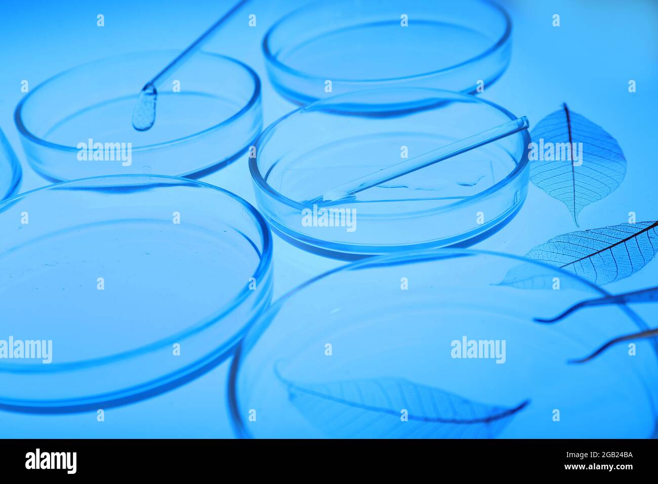 Petri dishes in laboratory with blue light Stock Photo - Alamy