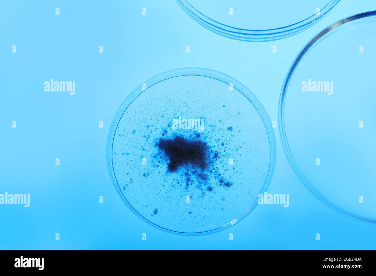 Petri dishes in laboratory with blue light Stock Photo Alamy