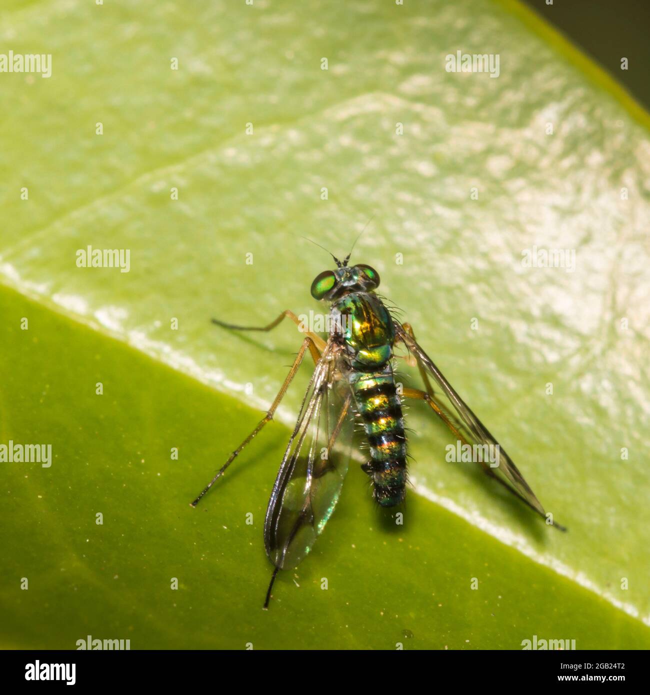 green long legged fly on a leaf Stock Photo