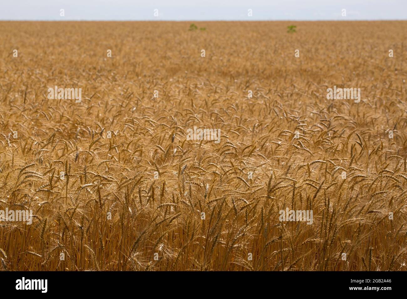 Wheat field before the harvest in the middle of summer Stock Photo - Alamy