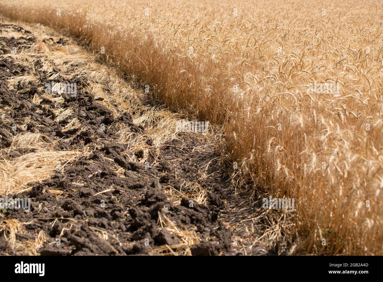 Wheat field before the harvest in the middle of summer Stock Photo - Alamy