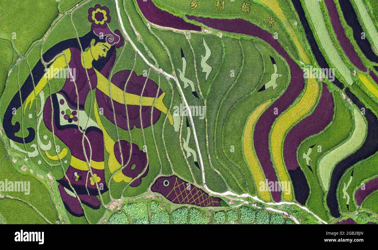 Colorful rice fields in Yunnan, China Stock Photo - Alamy