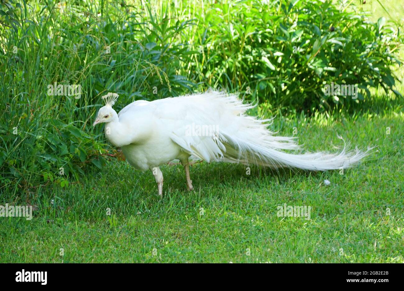 A white peacock searching for food on the grass Stock Photo - Alamy