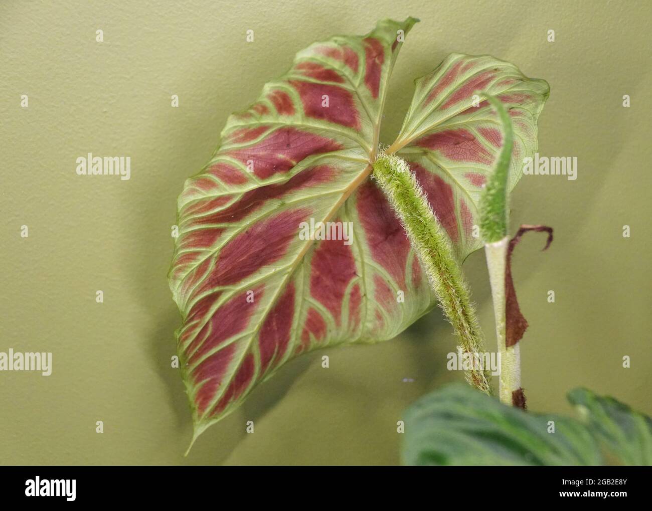 A beautiful red back leaf and hairy stem of Philodendron Verrucosum, a  popular houseplant Stock Photo - Alamy