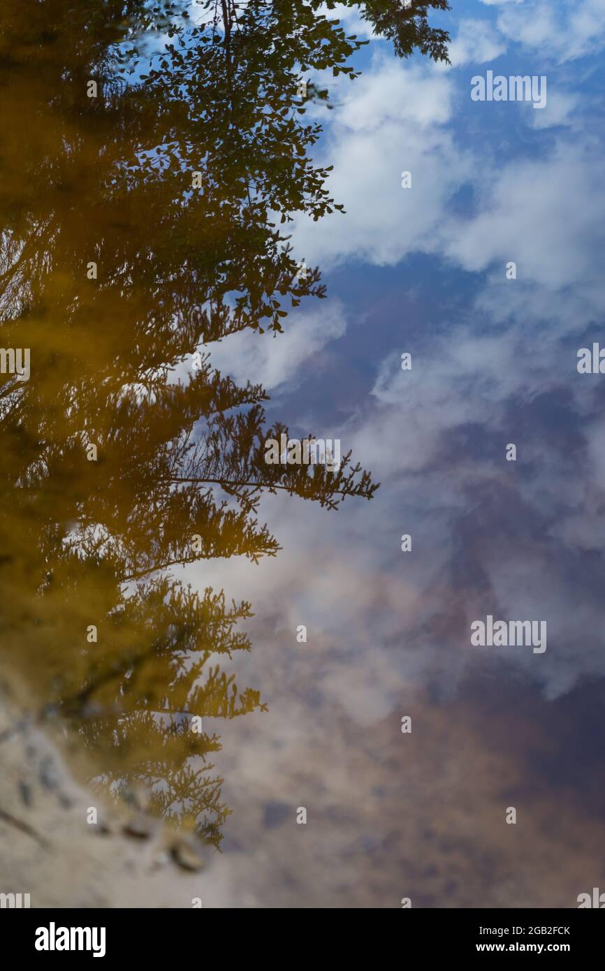 reflection of a conifer and the sky in a secluded lake in the idyllic forest Stock Photo