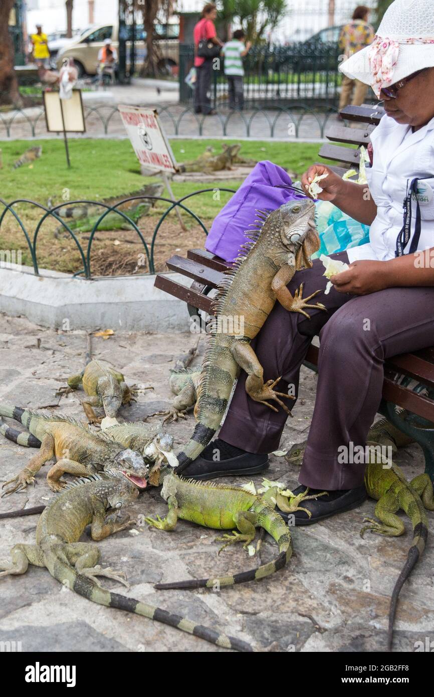 A woman feeds iguanas in Parque seminario, also known as Parque de las  Iguanas (Iguana Park) in Quito, Ecuador Stock Photo - Alamy