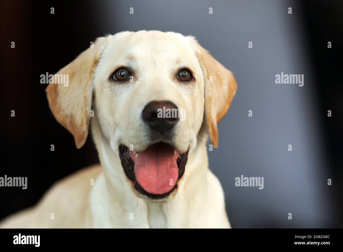 Labrador Dog S Head With Open Mouth On Unfocused Background Closeup Stock Photo Alamy