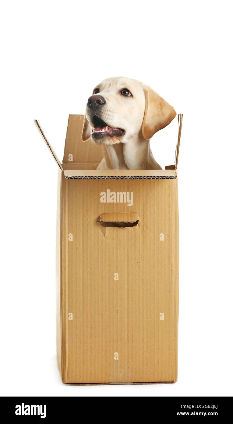 labrador box