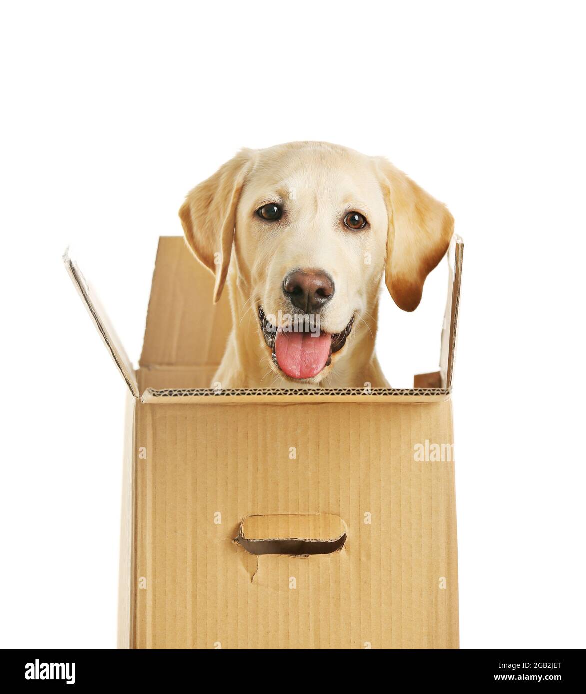 labrador box