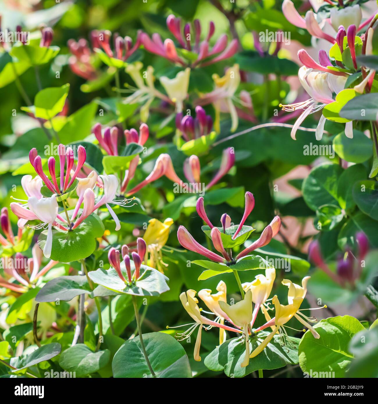 Pink Honeysuckle buds and flowers in the garden. Lonicera Etrusca Santi caprifolium, woodbine in
