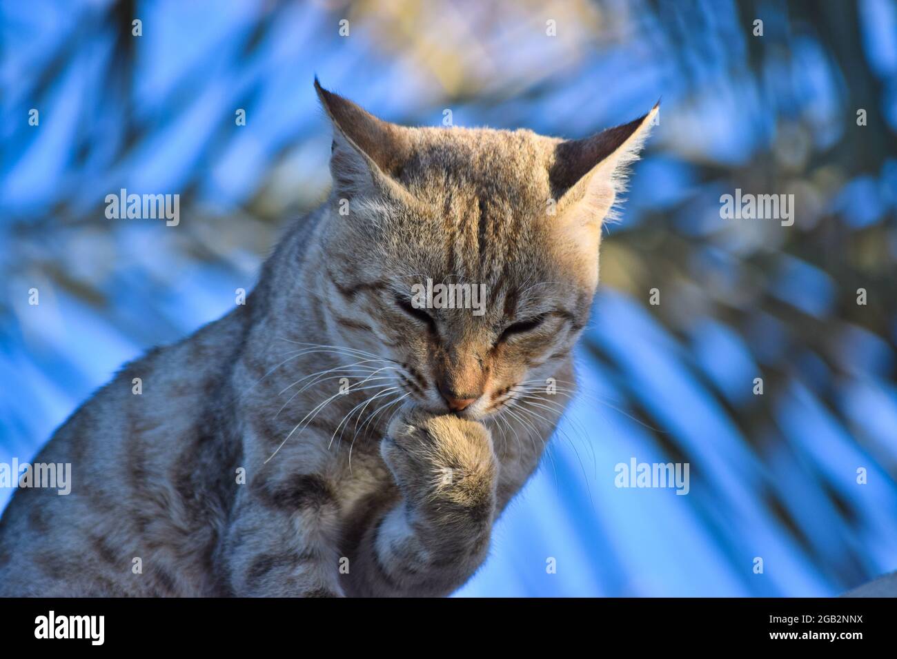 Wildlife Photography of Deer for Sale or Purchase, image size:1300x956