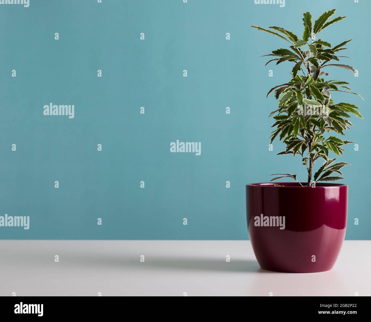 green house plant on blue background. Ornamental garden in the