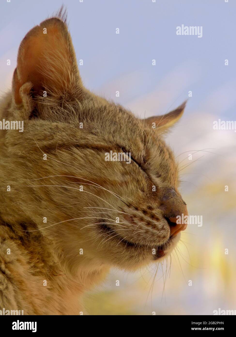 Free picture: animal, nature, feather, bird, white pigeon, beak, outdoor,  ring, image size:975x1390