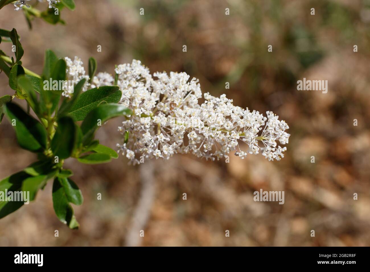 White Axillary panicle inflorescences of Greenbark Buckbrush, Ceanothus Spinosus, Rhamnaceae, native in the Santa Monica Mountains, Springtime. Stock Photo