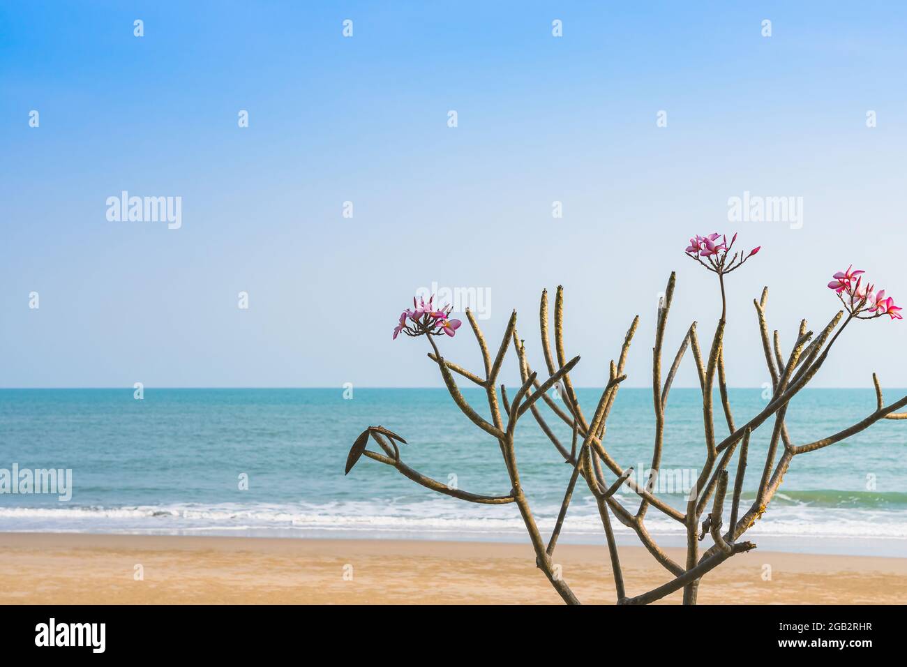 A bouquet of Champa flowers that grow on the beach. Plumeria flower on