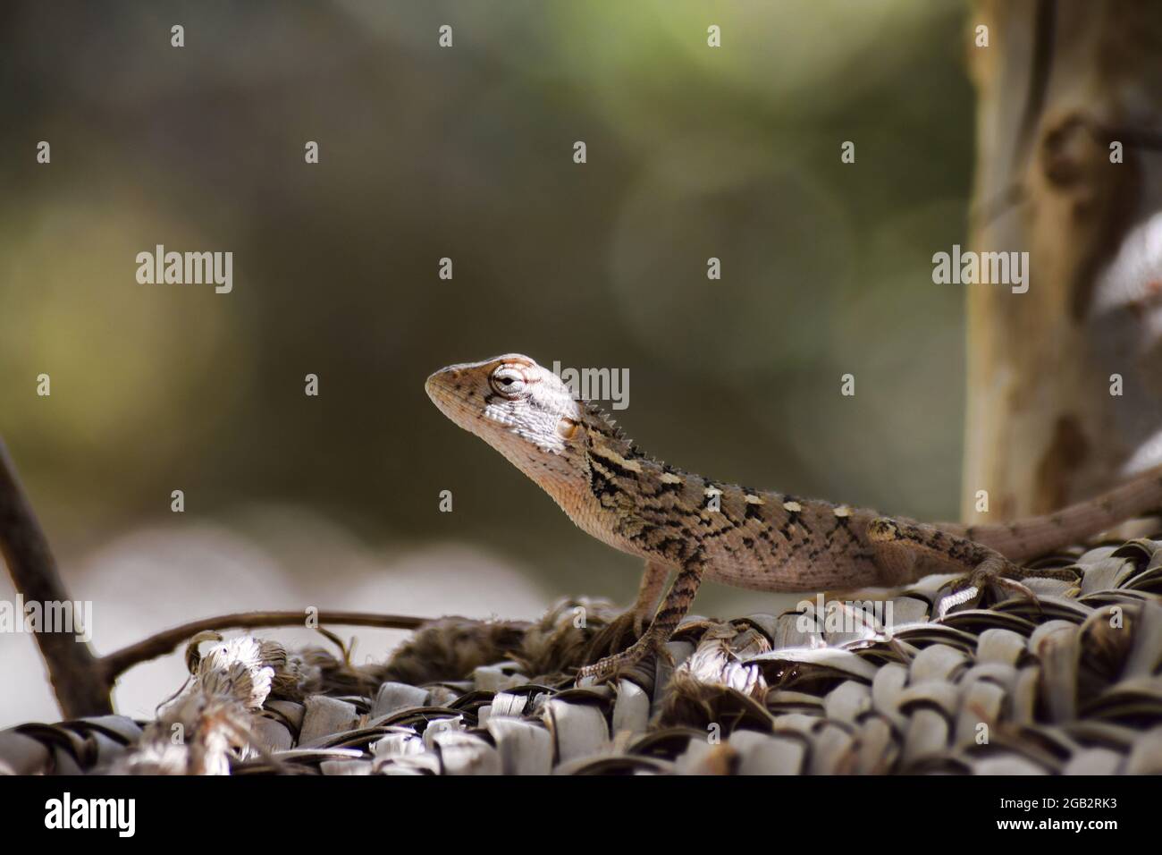 lizard on green grass plant leaf wildlife animal close up natural background reptile outdoors Stock Photo