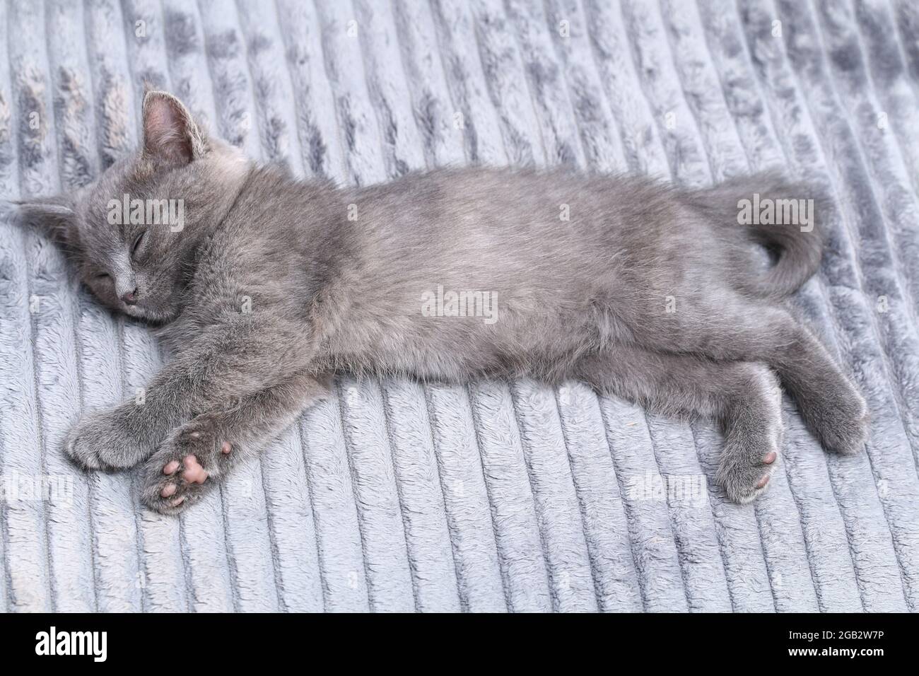 Page 16 Small Animal Home High Resolution Stock Photography And Images Alamy