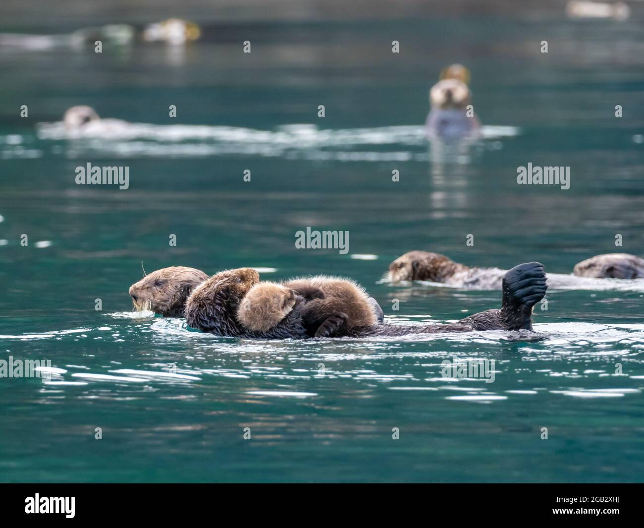 Sea otter raft in kelp hi-res stock photography and images - Alamy