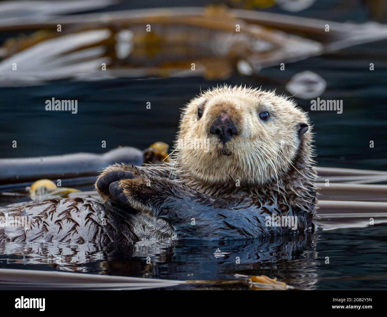 Raft of sea otter, Enhydra lutris, in the kelp forests of Southeast Alaska, USA Stock Photo