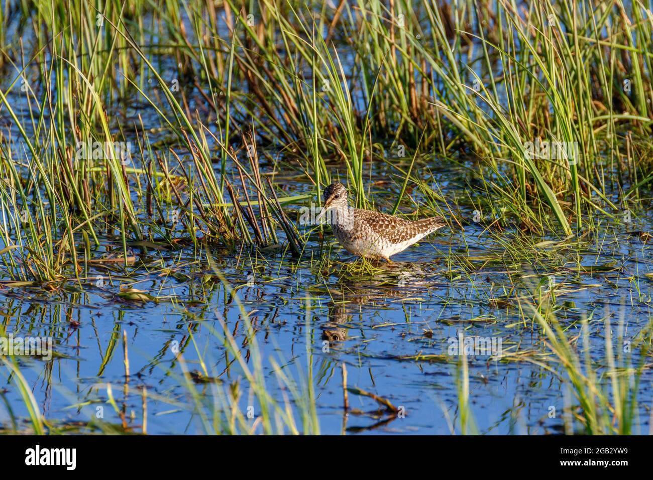 Wetland with an Sandpiper among the grass Stock Photo