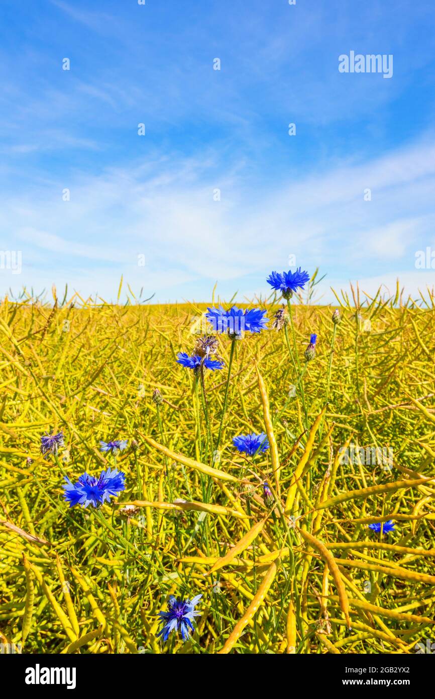 Landscape view cornflowers at a rapeseed field Stock Photo
