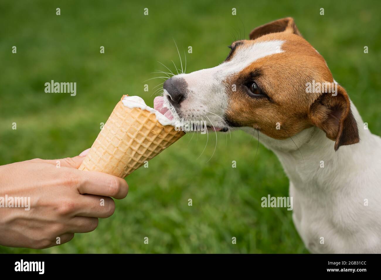Can Dogs Eat Ice Cream Cones