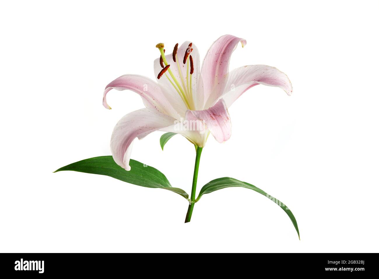 Pink lily flower isolated on white background Stock Photo Alamy
