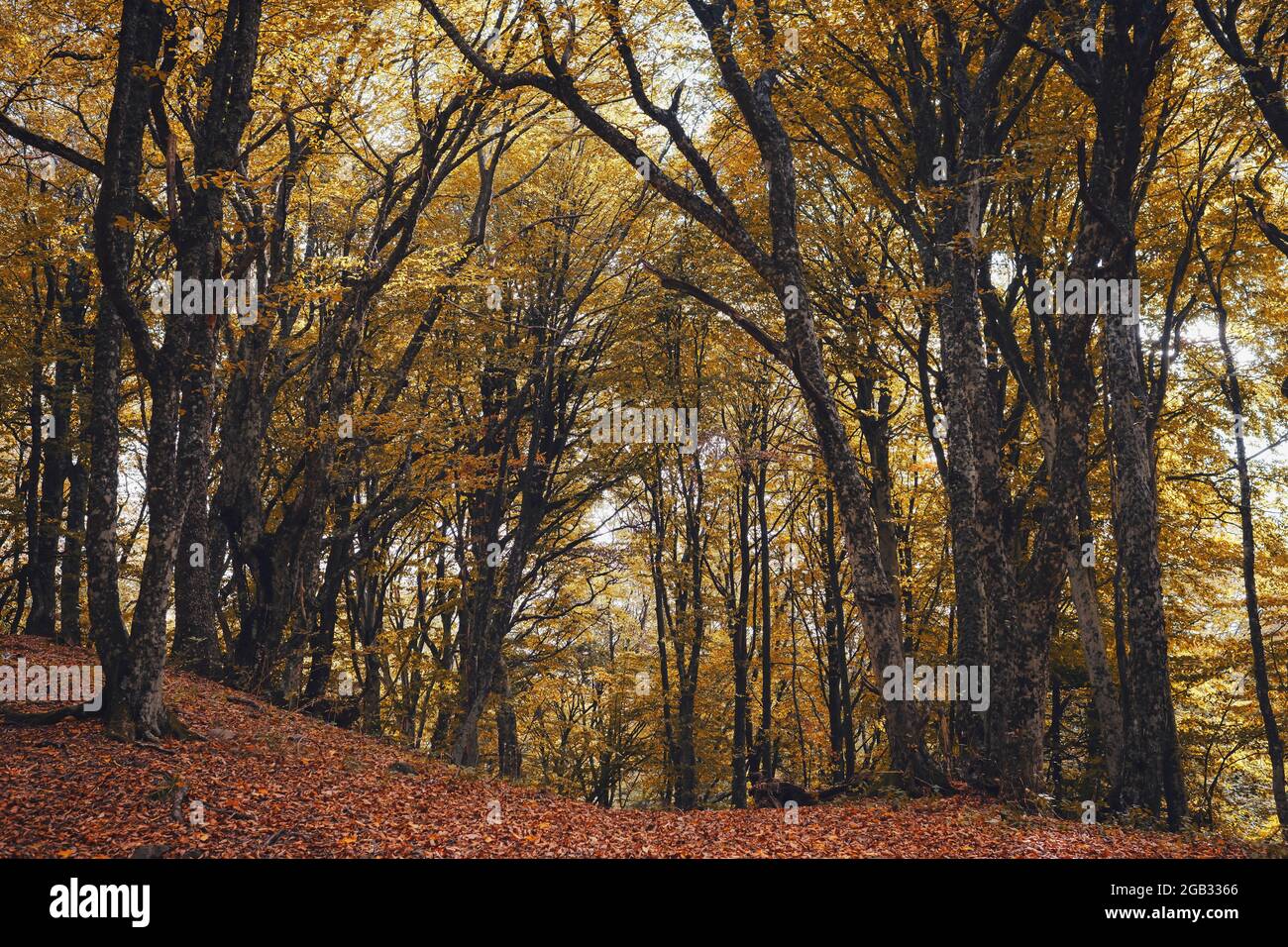 Autumn forest nature. Scenery of nature in fall season. Colorful ...