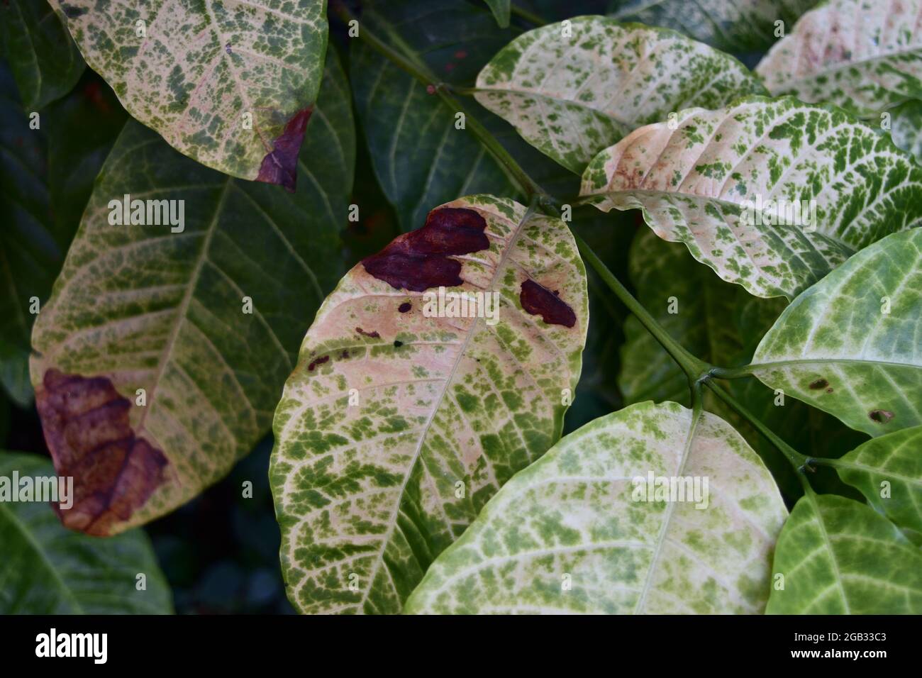 Brown and yellow damage by anthracnose on the green leaf of Robusta coffee plant tree, Plant diseases that damage agriculture Stock Photo
