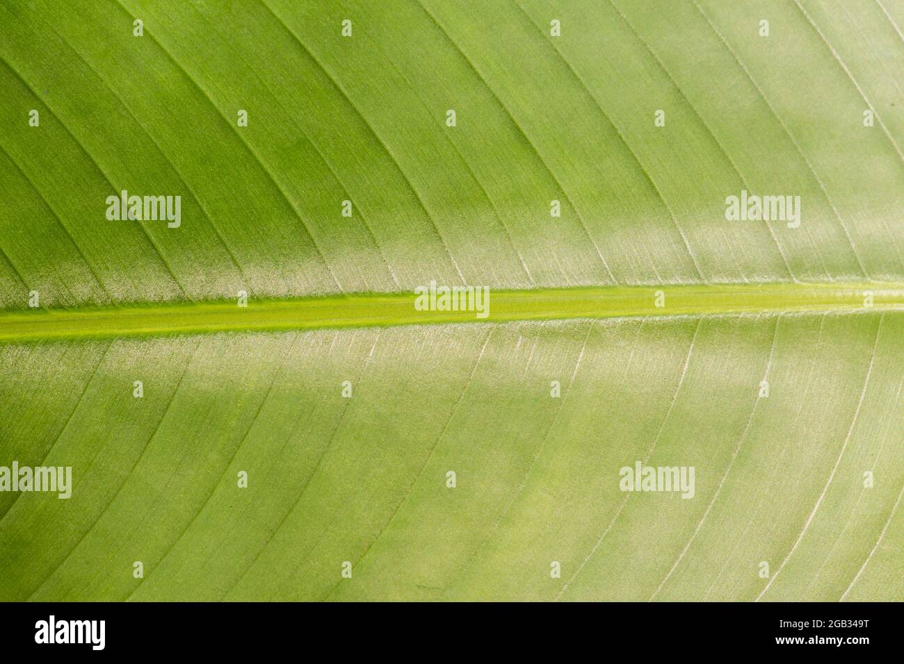 Abstract green leaf texture for background Stock Photo - Alamy