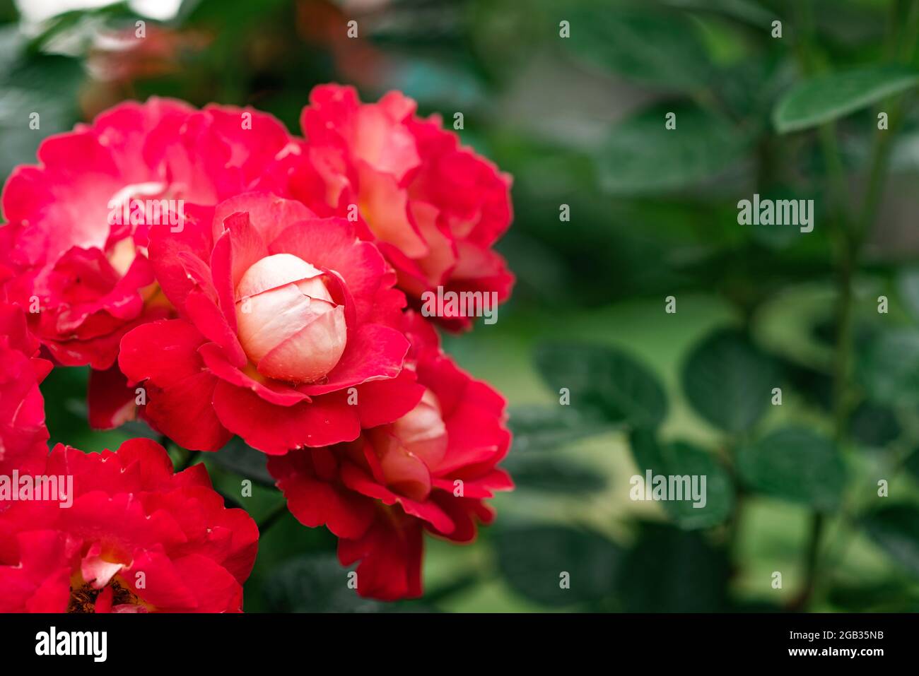 Beautiful crimson rose gallica in a green garden. Floral background. Soft selective focus. Stock Photo