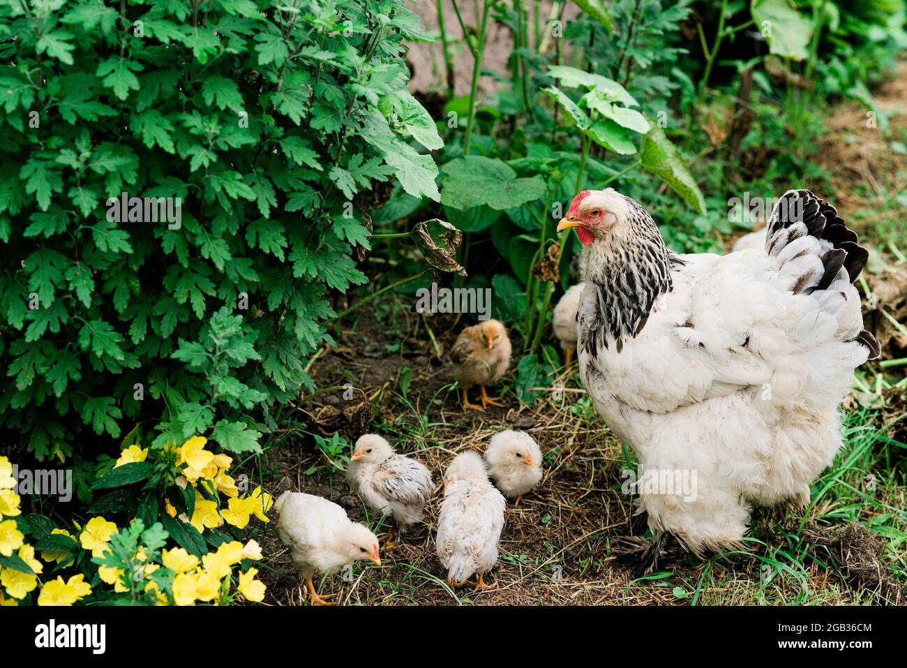 Mother hen with chicks walks in the green yard in the village. Soft selective focus. Stock Photo