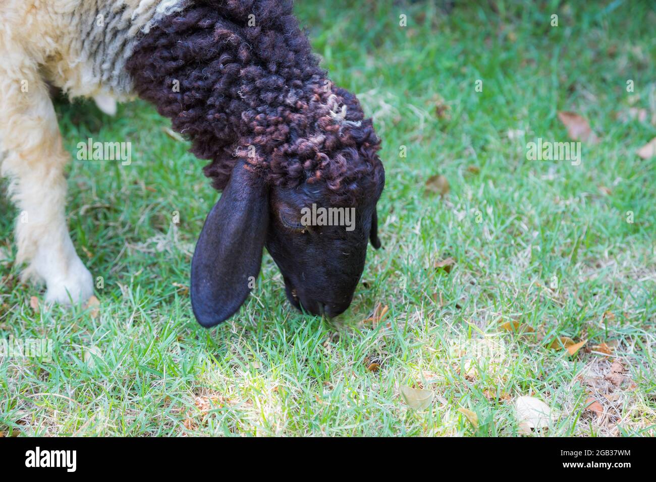 Close up of the face of a lamb eating grass background Stock Photo