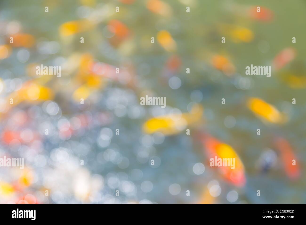 Bokeh of koi fish in the pond with reflection from the water for ...