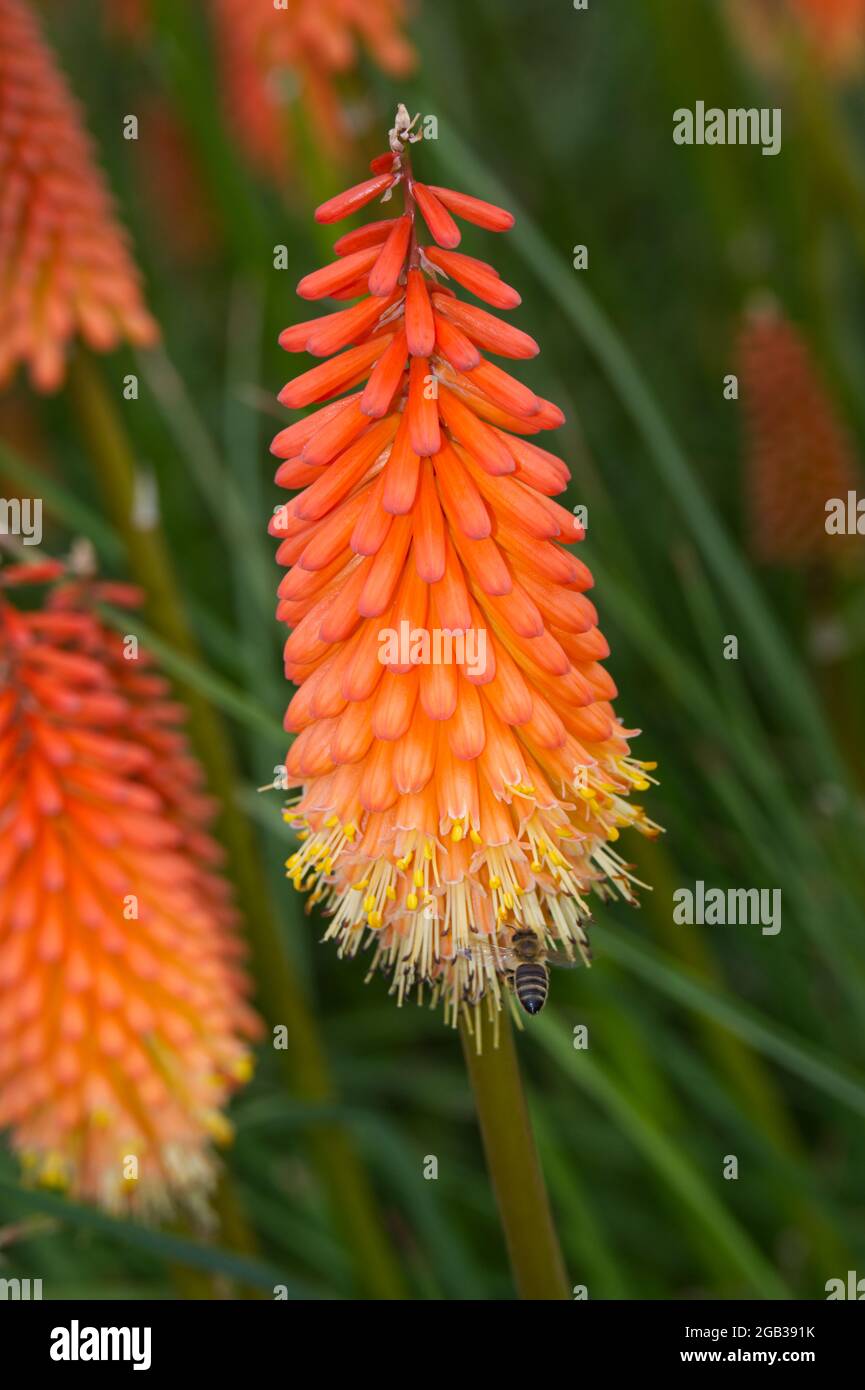 Kniphofia Fiery Fred AGM Red Hot Poker Flowers August summer UK Stock Photo