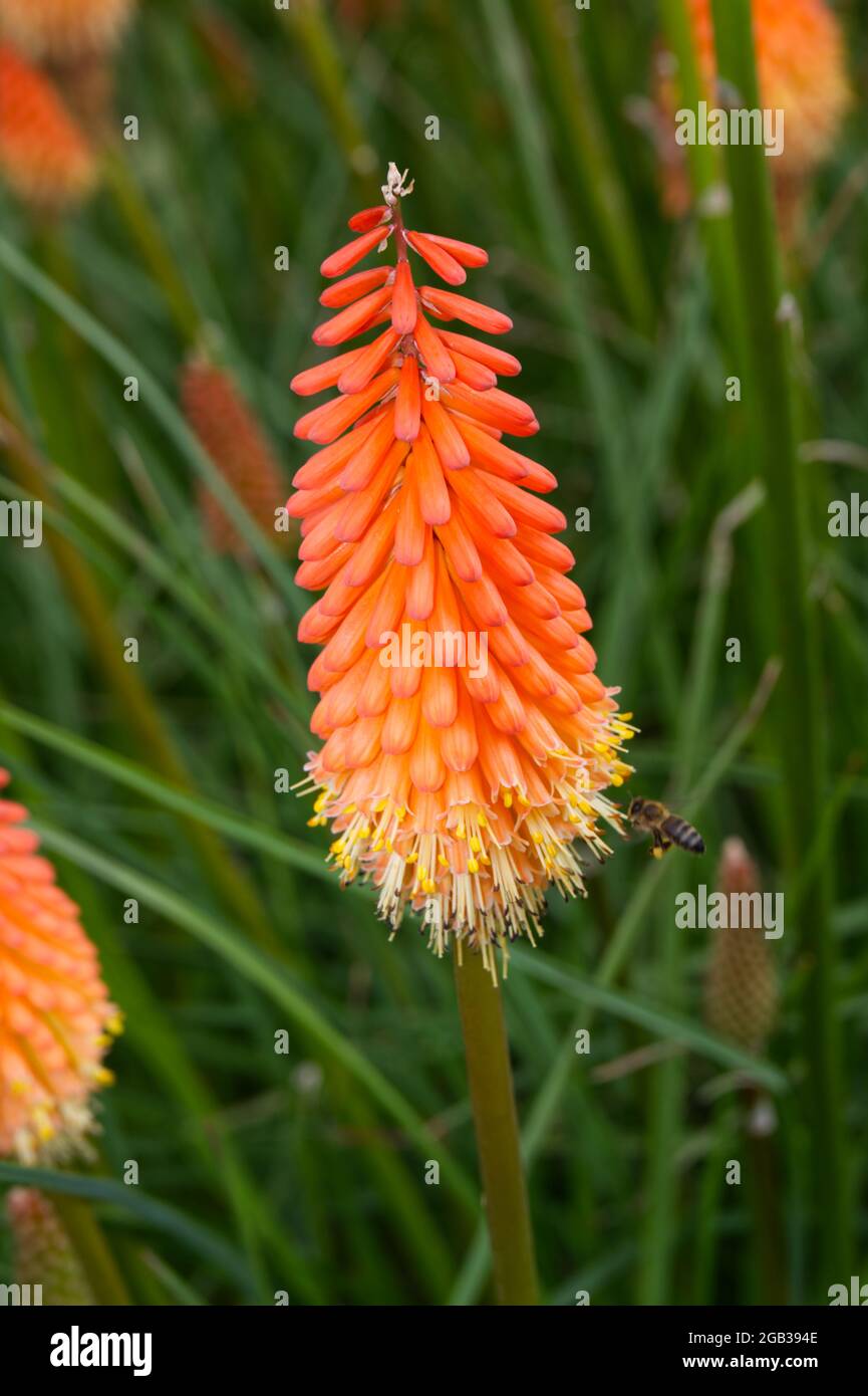 Kniphofia Fiery Fred AGM Red Hot Poker Flowers August summer UK Stock Photo