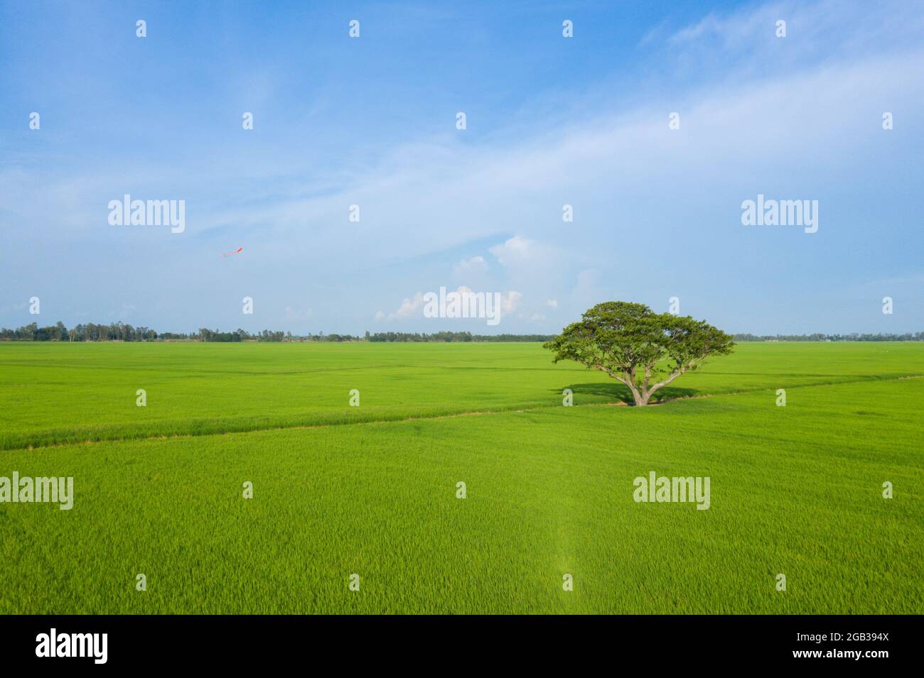 Summer field with a lonely tree in clear sky. Beautiful nature landscape, nice weather. Peaceful scene with alone tree, green fields Stock Photo