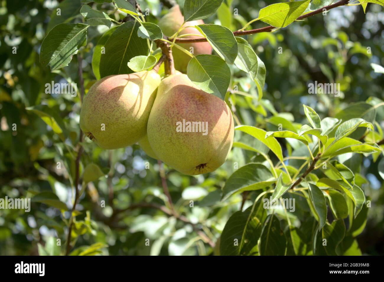Gellerts butter pears on a pear tree Stock Photo