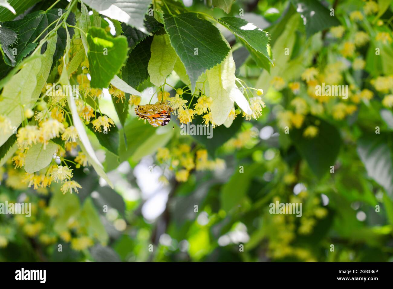 spring background with closeup of Linden tree flowers  Stock Photo