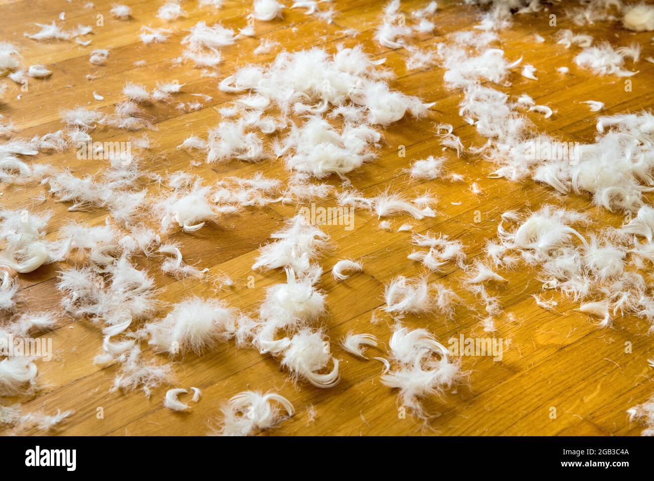 Goose down. If the down blanket bursts, comforter, then the feathers are lying around everywhere Stock Photo