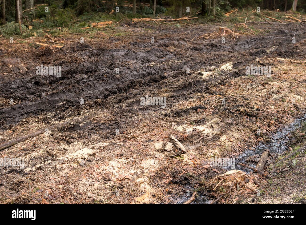 Wet forest soil hi-res stock photography and images - Alamy