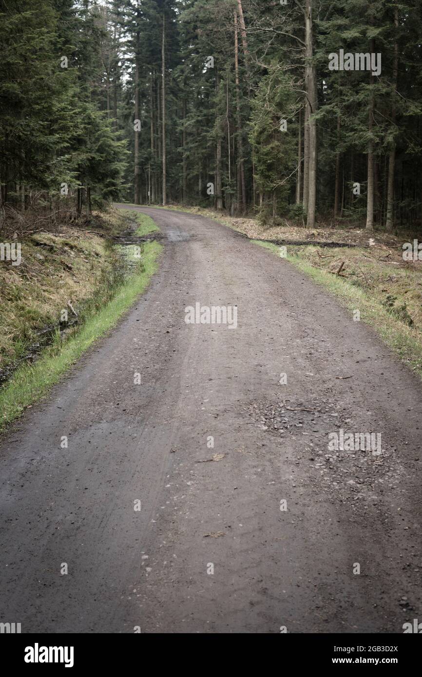 empty ground road through a forest with pine forest Stock Photo