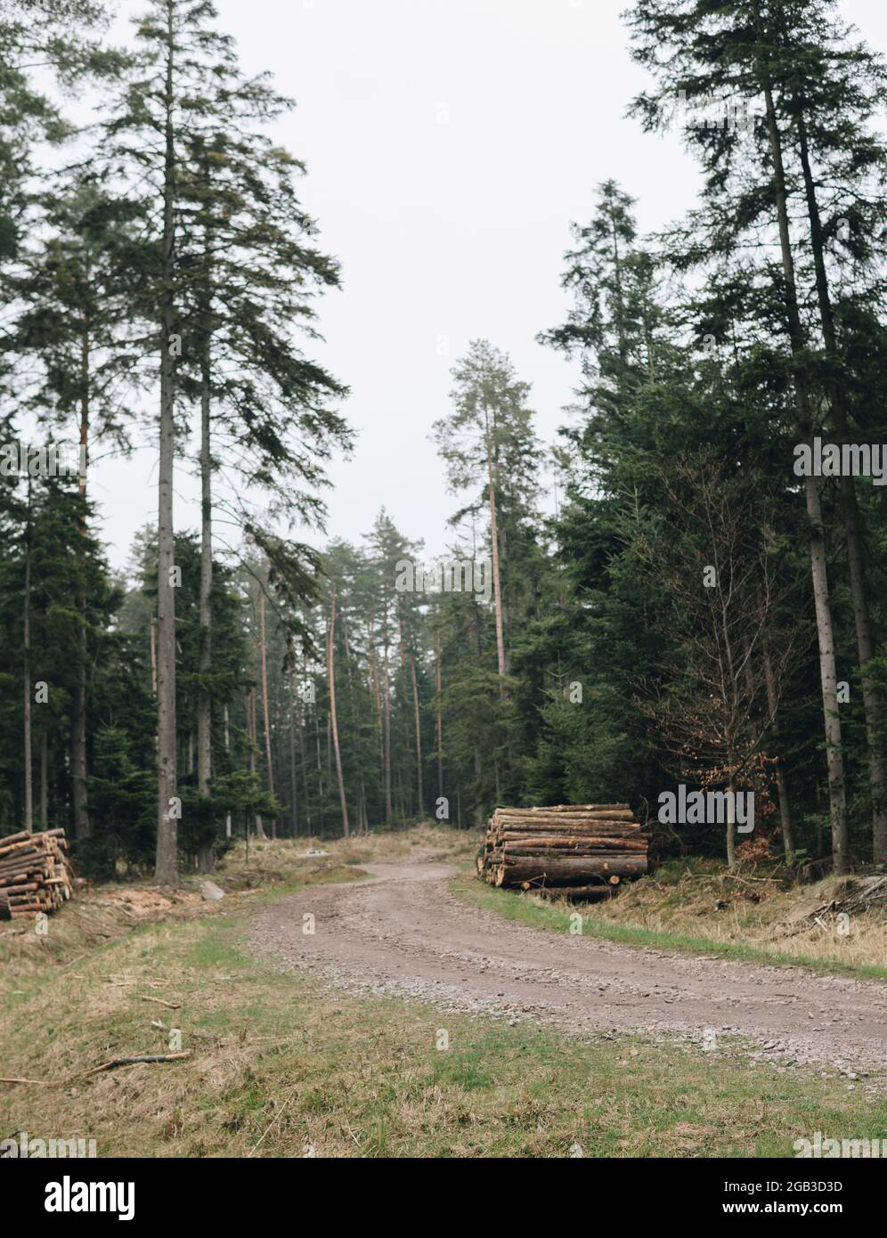 empty ground road through a forest with pine forest Stock Photo