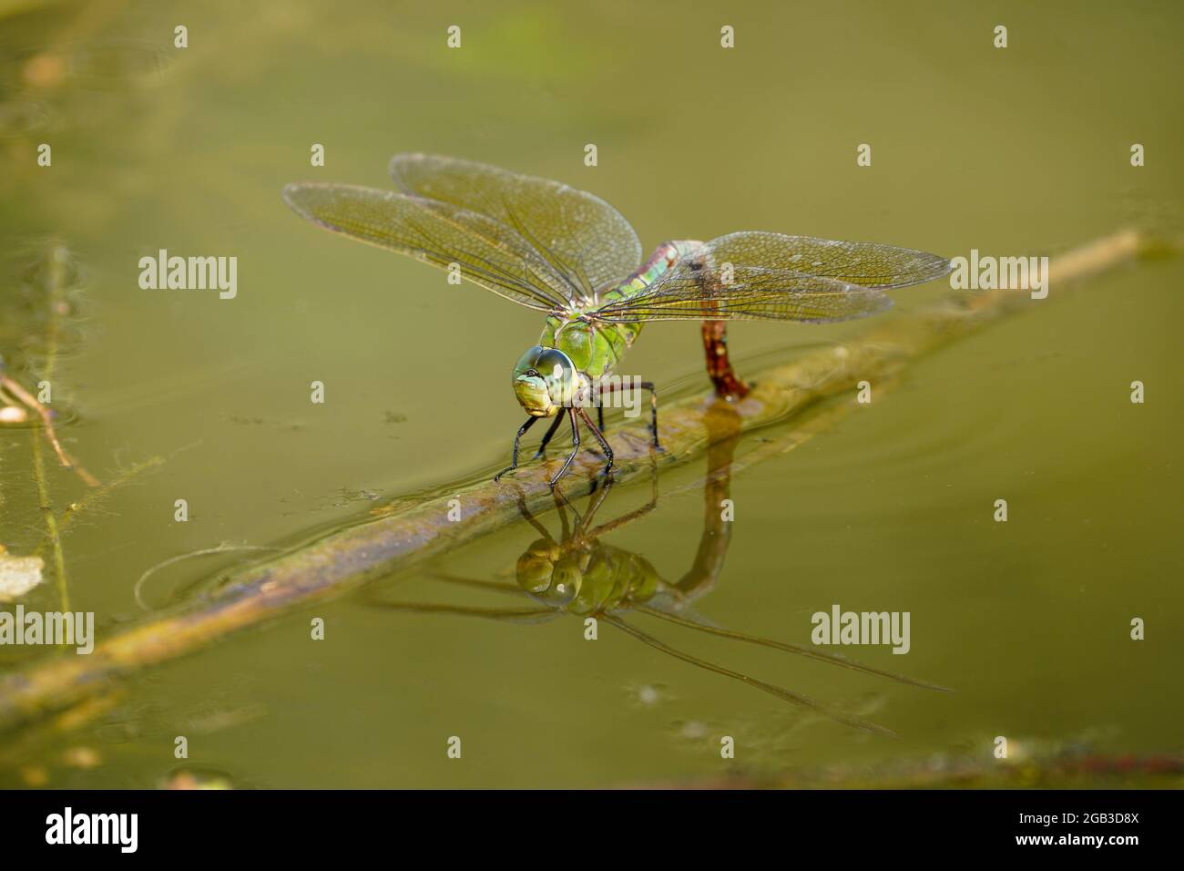 Emperor dragonfly, Anax imperator dragonfly, laying eggs in water. Andalusia, Spain. Stock Photo