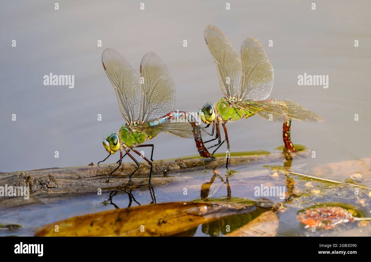 Two Females, Emperor dragonfly, Anax imperator dragonfly, laying eggs in water. Andalusia, Spain. Stock Photo