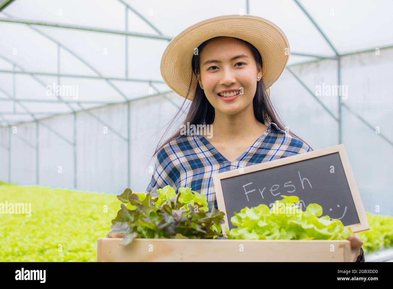 organic hydroponic owner, woman and Asian man holding small blackboard with word fresh from farm with vegetables box, Butter head Lettuce salad plant Stock Photo