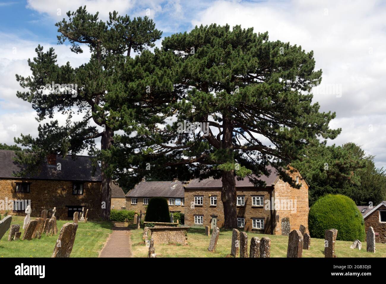 Pine trees in St. Mary Magdalene churchyard, Wardington, Oxfordshire, England, UK Stock Photo