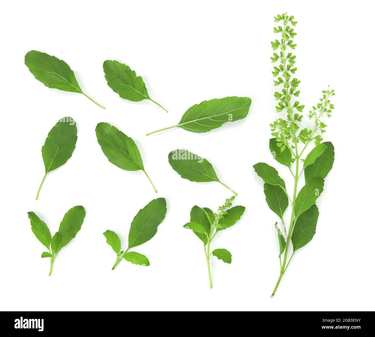 Top view of Basil isolated on white background Stock Photo - Alamy