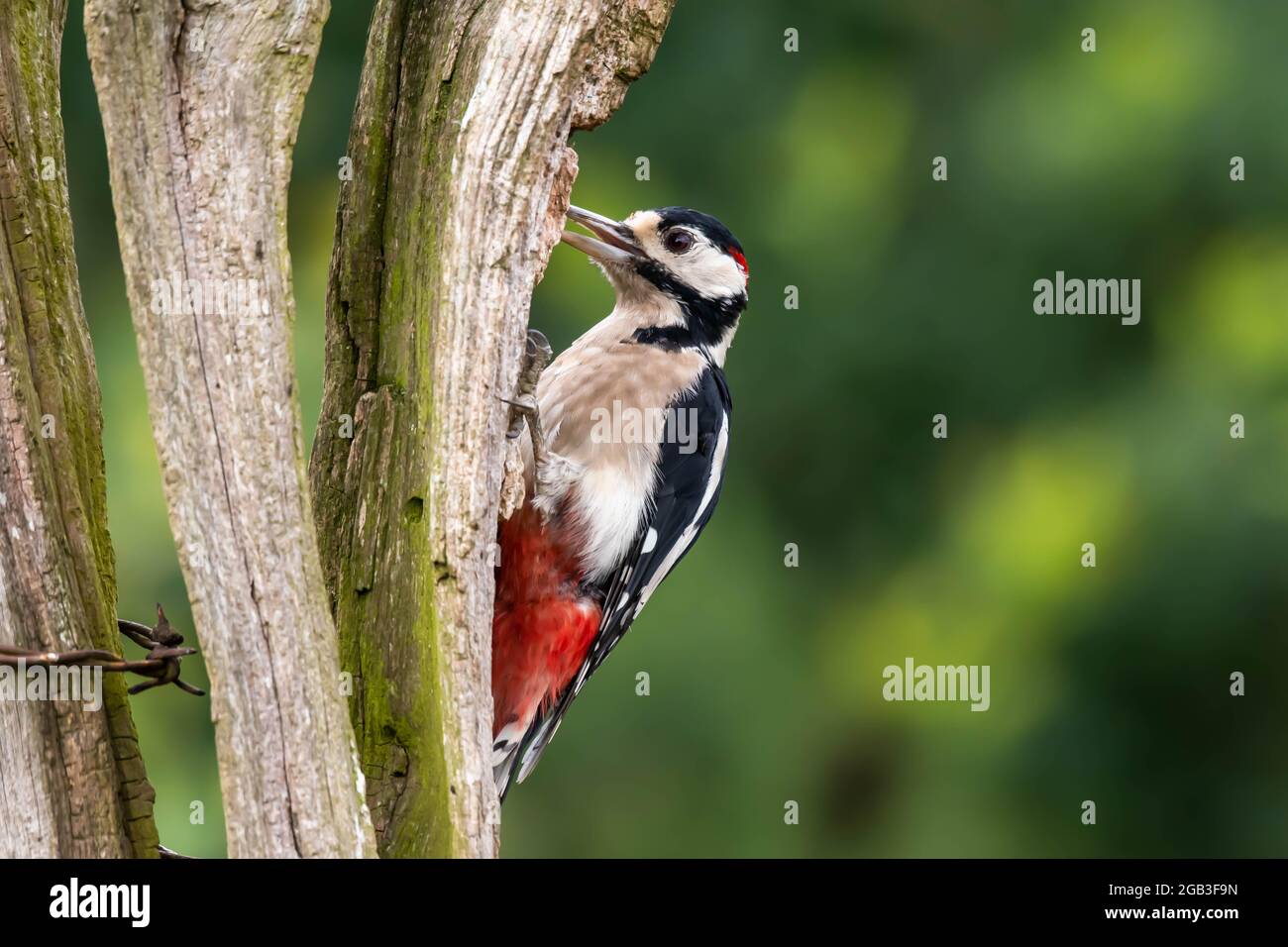 A great spotted woodpecked looking for food on an old wooden post in norfolk Stock Photo